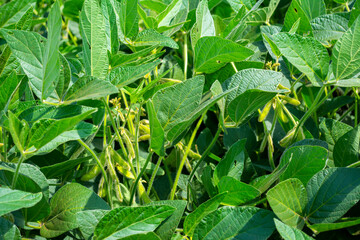 Brazilian soy plantation on sunny day.