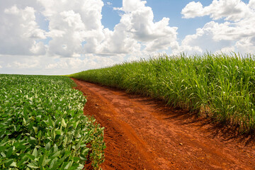 Sugar cane and soy plantation on sunny day