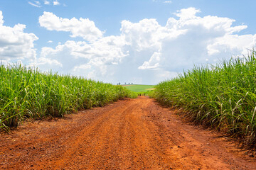 Sugarcane plantation on sunny day