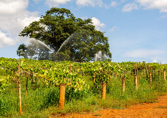 Chayote plantation being irrigated on a sunny day