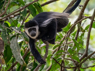Schwarz-weißer Stummelaffe (Colobus) im Botanischen Garten in Entebbe, Uganda