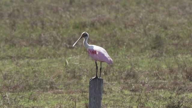 The roseate spoonbill, Platalea ajaja, is a pink colored wading bird, native to the wetlands of the Pantanal swamps sitting on a wooden pole of meadow.