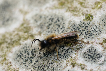 Closeup on a male Large Sallow Mining Bee, Andrena apicata sitting on the trunk of a tree