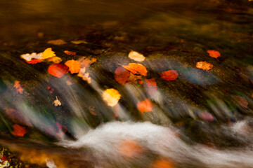 Torrent automnal