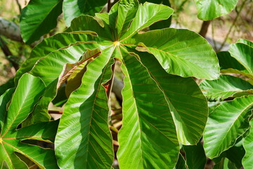 Green leaves of a snakewood tree (Cecropia peltata) in the Amazon rainforest, here in the indigenous territory of the Tapajos Arapiuns indigenous territory, Para, Brazil.