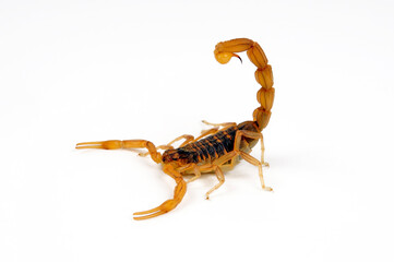 Feldskorpion // Field Scorpion (Buthus elongatus) - Spanien