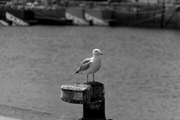 Oiseau sur une bitte d'amarrage .
