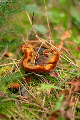 mushroom growing in the autumn forest, waiting to be harvested