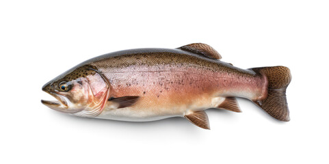 Raw trout isolated. Fresh cutthroat, steelhead fish, whole rainbow trout, trutta, fario - obrazy, fototapety, plakaty