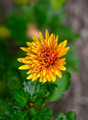 Background of double orange chrysanthemum flowers.
