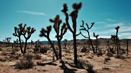 joshua tree in the desert