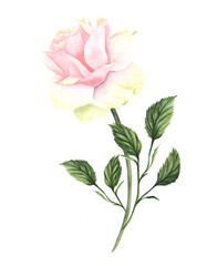 Watercolor light pink yellow white rose on a stem with leaves. Hand drawn illustration isolated on white background. Perfect for design, packaging, cosmetic industry, sweets wrap