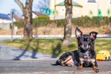 Portrait of a chihuahua looking at the camera with his ear raised. A dog lies on a wooden table in...