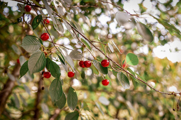 picking cherries in an orchard) a beautiful harvest of cherries