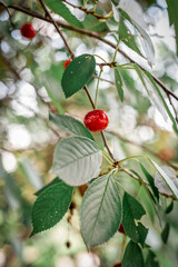 picking cherries in an orchard) a beautiful harvest of cherries