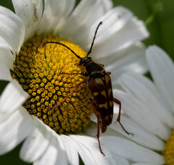 Branded Longhorn Beetle on Vegetation