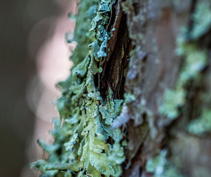 Green Lichen on Tree