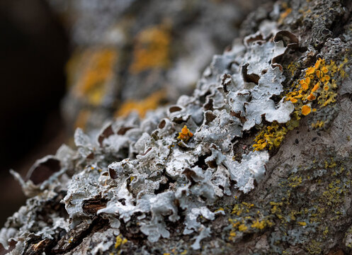 White and Yellow Lichen on Tree