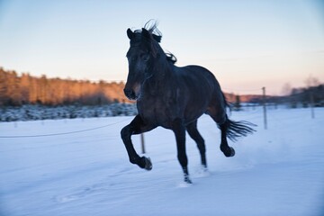 Horse running in snow. High quality photo