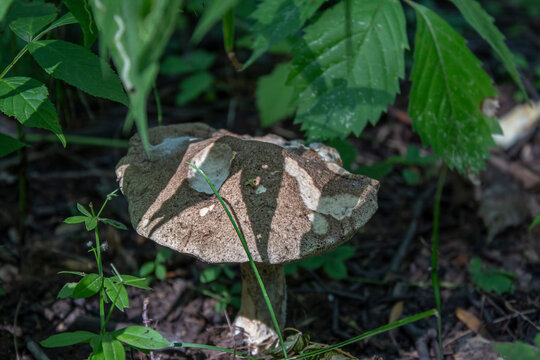 Shaded Mushroom