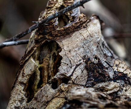 Artistic Macro Tree