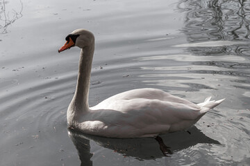 A elegant swan on the lake