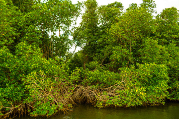 Boat safari through mangrove jungle Bentota Ganga River Bentota Beach Sri Lanka.