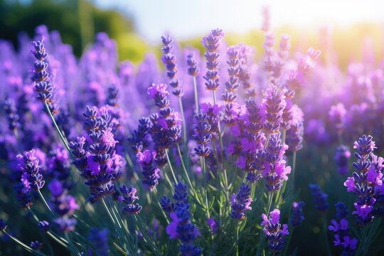 Lavandula: Beautiful Purple and Blue Flowers of Lavender Herb in Full Bloom