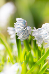 Białe kwiaty, Puszkinia (Puschkinia scilloides Adams)