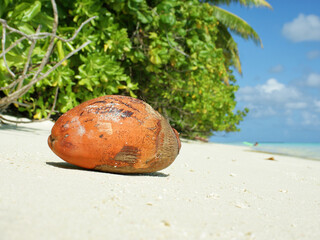 Coconut on the beach on a Maldivian island
