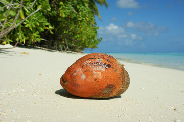 Coconut on the beach on a Maldivian island