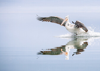 Fototapeta na wymiar pelican landing on the water