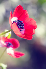 Czerwony kwiat, zawilec wieńcowy (Anemone coronaria)