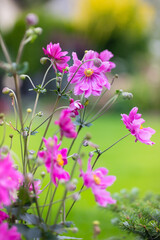 Fototapeta premium Różowy kwiat, zawilec (Anemone Pretty Lady Emily) 