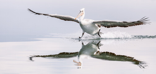pelican landing on the water