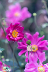 Różowy kwiat,  zawilec (Anemone Pretty Lady Emily)  - obrazy, fototapety, plakaty