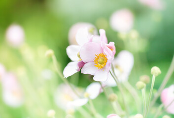 Różowy kwiat, zawilec (Anemone Summer Breeze Baby Pink) - obrazy, fototapety, plakaty
