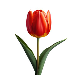 Flowers. Beautiful tulip isolated on white background. Generative AI