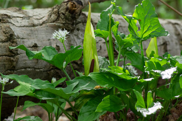 Arum maculatum green lily flowers in bloom in the forest, snakeshead flowering plant