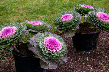 Multi-colored decorative cabbage in the autumn garden