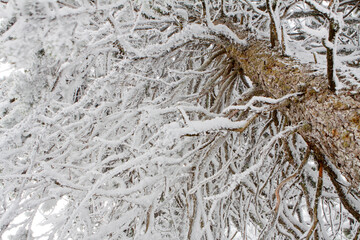 Arbre et neige