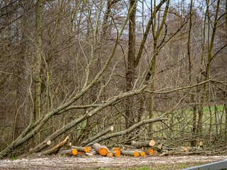 Frisch gesägte Baumstämme im Wald