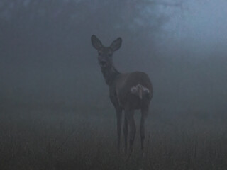 Spirit of nature European roe deer (Capreolus capreolus) in the fog, roe deer in the morning at dawn in the meadow