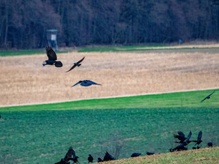 Krähen suchen Saatgut auf einem Feld im Winter