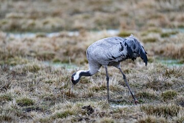Crane (bird) courtship, dance of the cranes (bird) at Lake Hornborgasjön in Sweden in spring at...