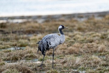Crane (bird) courtship, dance of the cranes (bird) at Lake Hornborgasjön in Sweden in spring at...