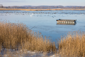 Winter am Sehlendorfer Binnensee bei Hohwacht an der Ostsee