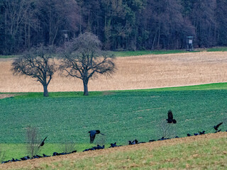 Krähen suchen Saatgut auf einem Feld im Winter