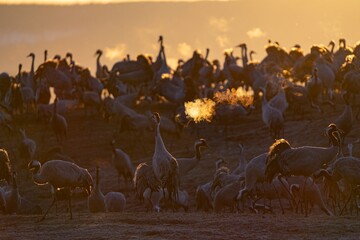 Crane (bird) courtship, dance of the cranes (bird) at Lake Hornborgasjön in Sweden in spring at...