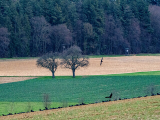 Krähen suchen Saatgut auf einem Feld im Winter